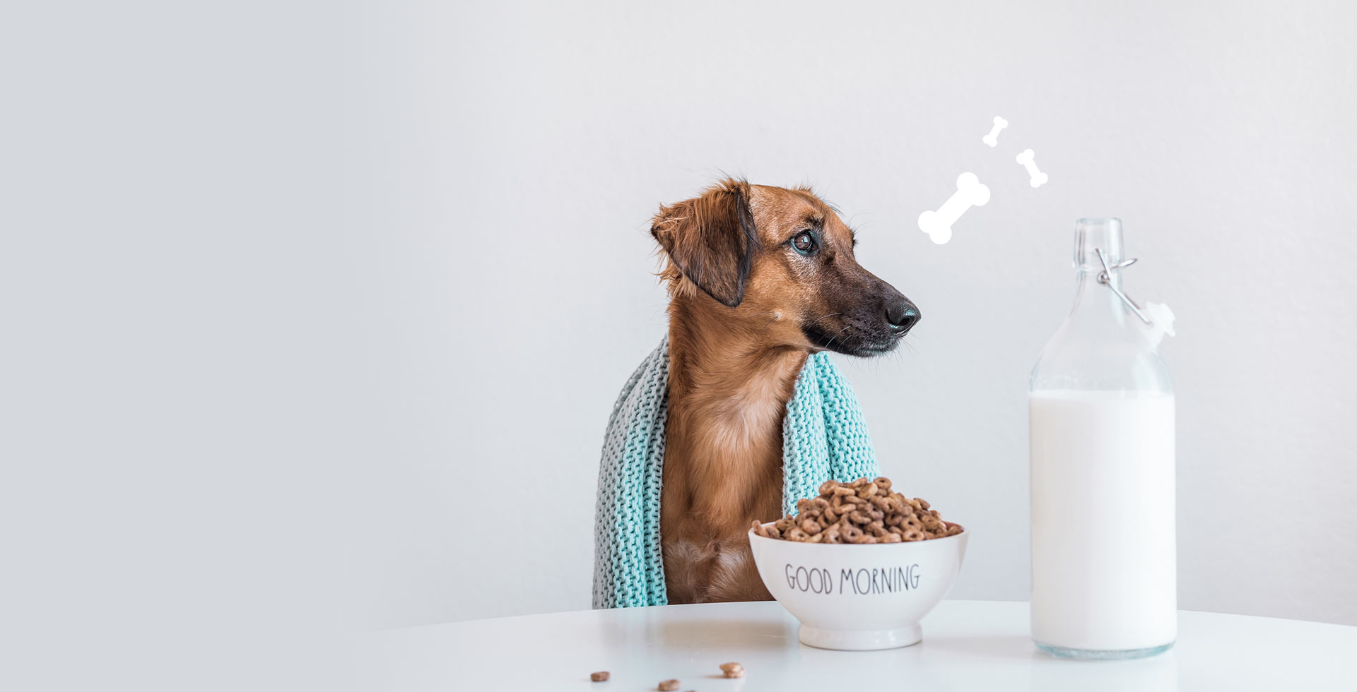 The Importance of Regular Vet Checkups