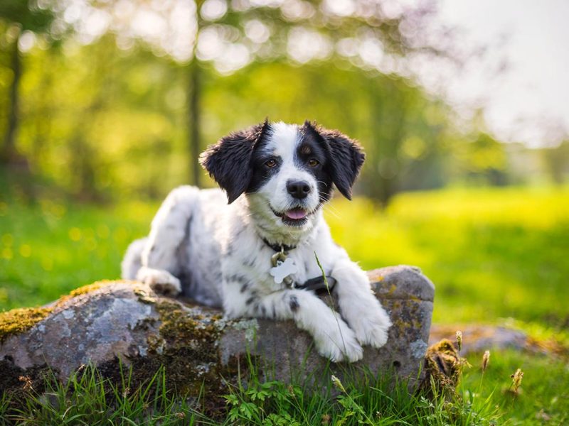 Nutrition Guide: What to Feed Your Puppy