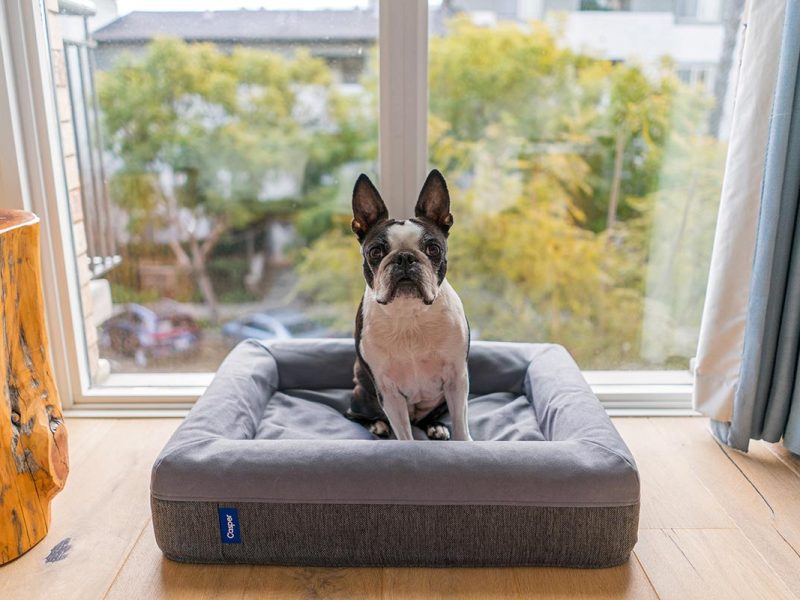 How to Prepare Your Home for a New Pet